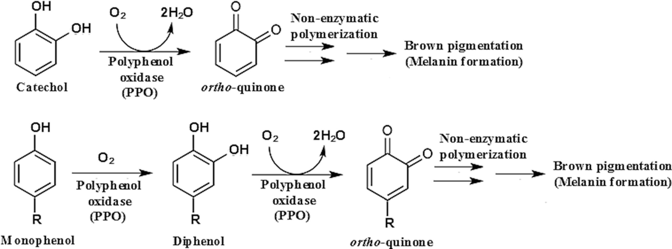 Enzymatic browning of fruits and vegetables 