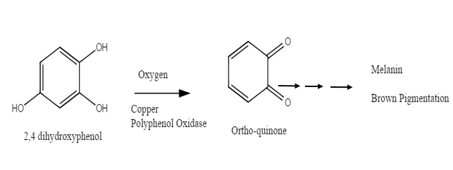 Enzymic browning of fruits and vegetables 