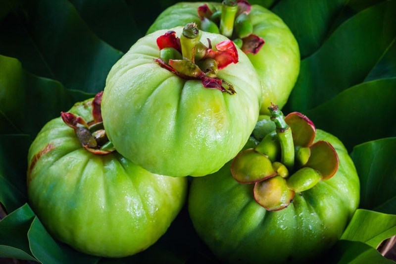 Garcinia cambogia  in weight management and obesity reduction