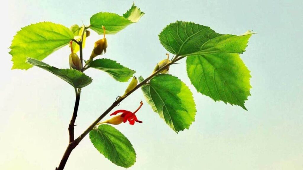 Gymnema sylvestre (Gurmar) in weight management and obesity reduction